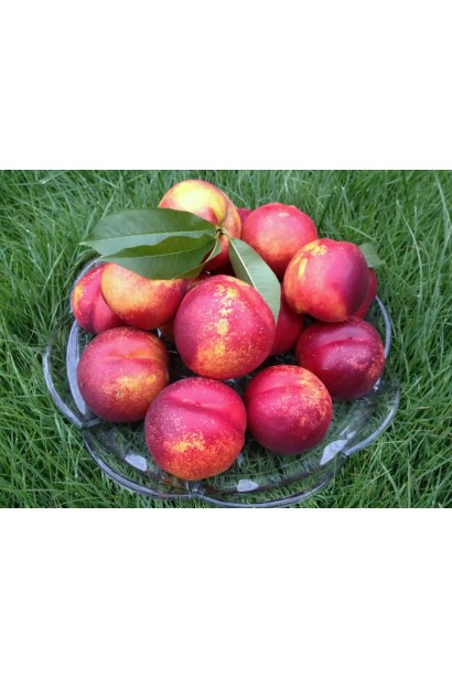 Стиглі нектарини Лола крупним планом на зеленому тлі.